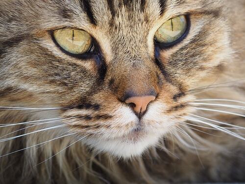 I gatti riconoscono il loro nome: lo dice uno studio giapponese
