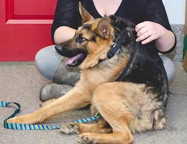 Quasimodo, il cane abbandonato perché malato 4