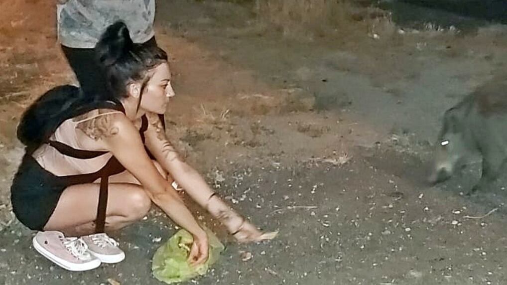 Ventimiglia, quartiere adotta famiglia di cinghiali che rischia di essere abbattuta