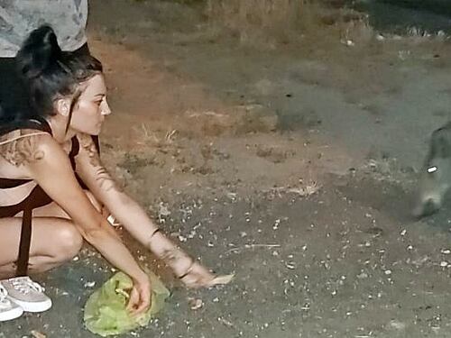 Ventimiglia, quartiere adotta famiglia di cinghiali che rischia di essere abbattuta