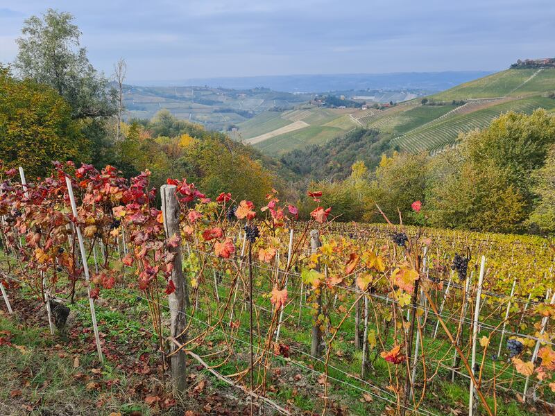 Langhe e Roero, le terre del Barolo e del Barbaresco 6