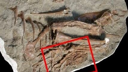 Così l'ultima cena del tirannosauro spiega l'evoluzione