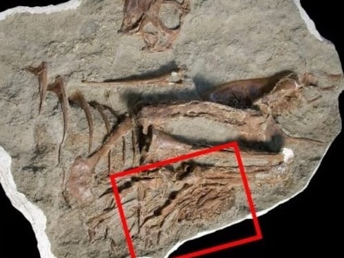 Così l'ultima cena del tirannosauro spiega l'evoluzione