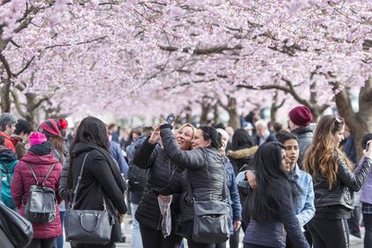 Gli alberi di ciliegio in fiore al Giardino del re a Stoccolma 1