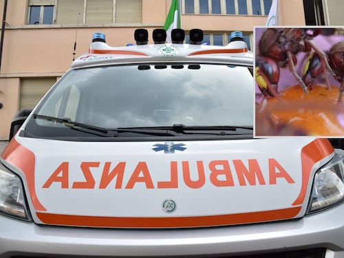 Muore dopo la puntura di un calabrone mentre lavora nell’orto: addio al naturalista Manuel Mongini