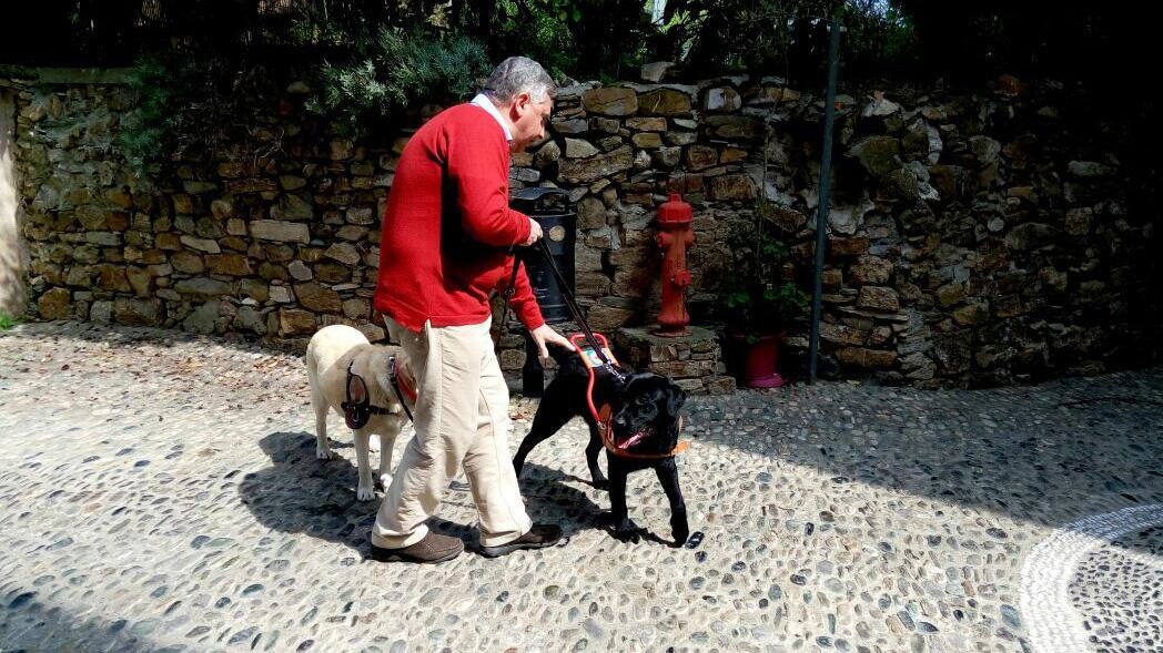 Se il cane-guida aiuta anche la sua "collega"