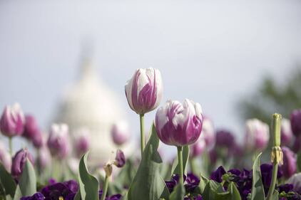 Primavera, trionfo di fiori a Washington 8