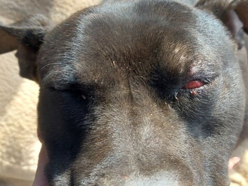 Palermo, le terribili torture sul cane: lo pestano e poi lo seppelliscono ancora vivo