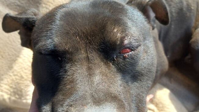 Palermo, le terribili torture sul cane: lo pestano e poi lo seppelliscono ancora vivo
