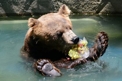 Attimi di vita quotidiana nello zoo 5