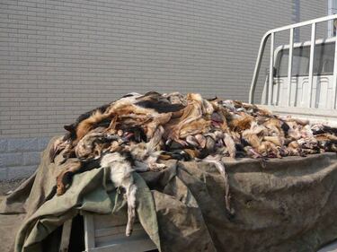 Cina, il macello degli orrori 1