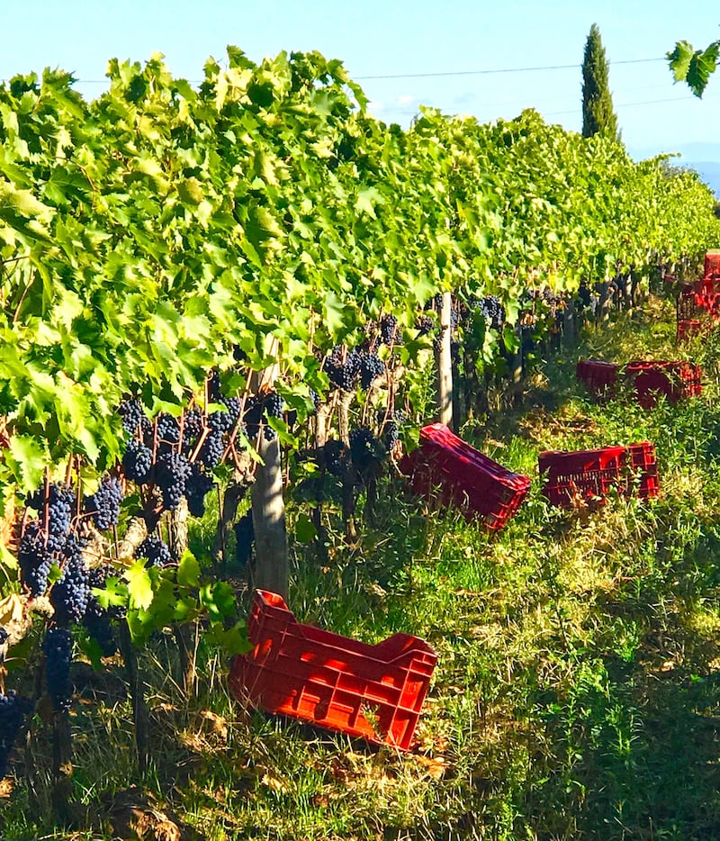 Vitigno uva Montalcino