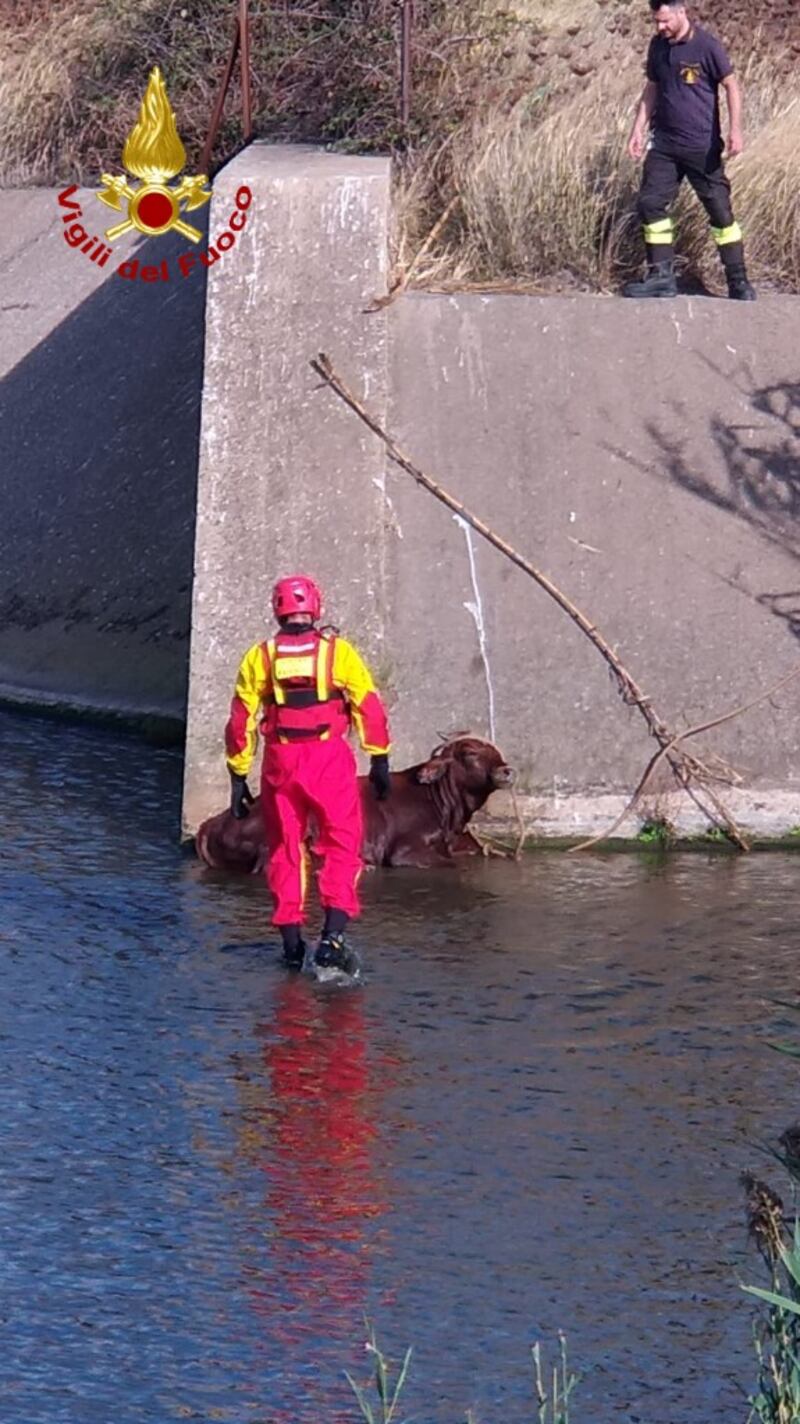 Carbonia, mucca finisce in un invaso, salvata dai vigili del fuoco 3