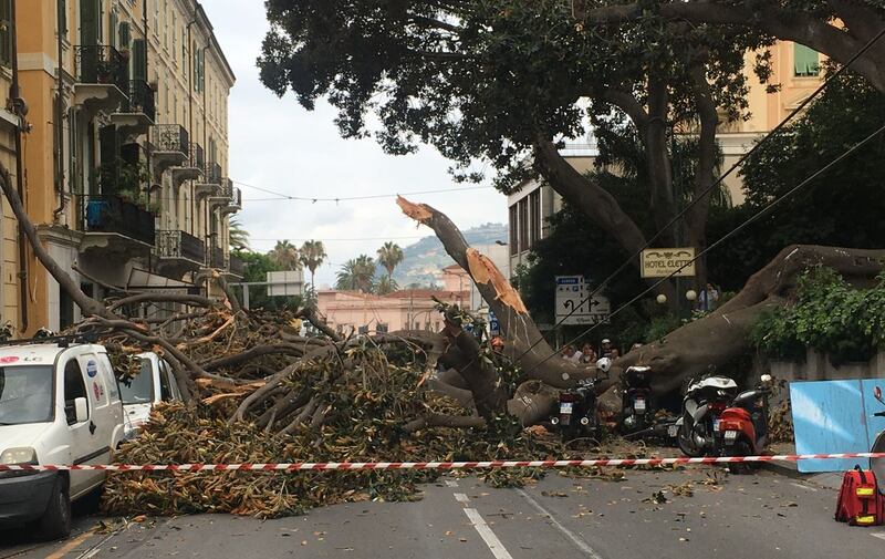 Crolla albero su Aurelia a Sanremo 7