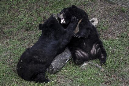 Gli orsi della Luna, salvati dall'Animal Asia Foundation 10