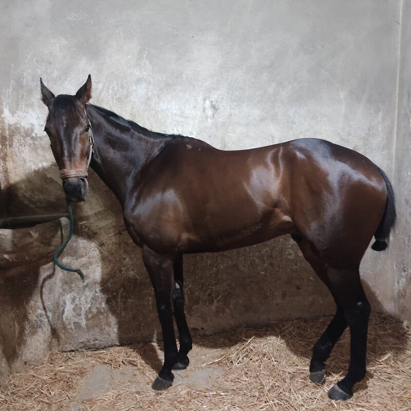 Igazgato si riposa dopo una corsa