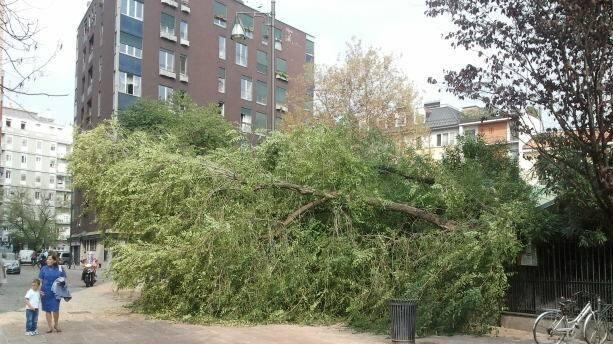 Albero crolla sul cancello della scuola Tragedia sfiorata in via Santa Croce