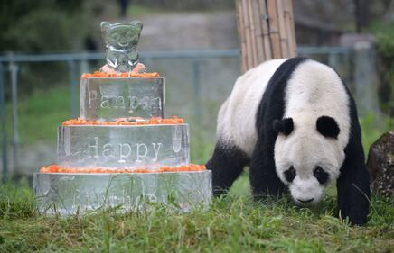 Il panda più vecchio del mondo compie 30 anni 5