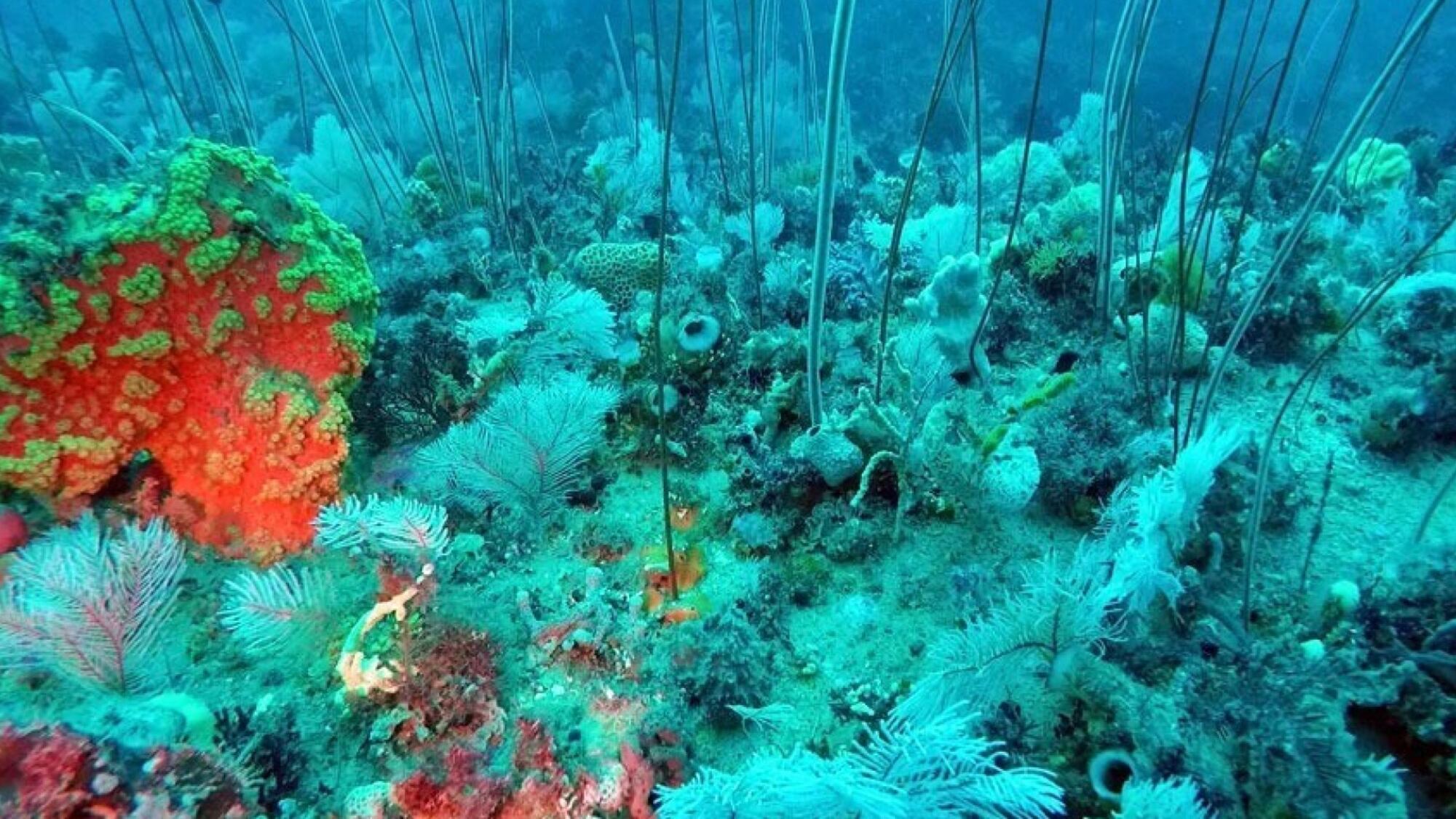 Il progetto che ascolta la voce del mare per salvare i suoi coralli
