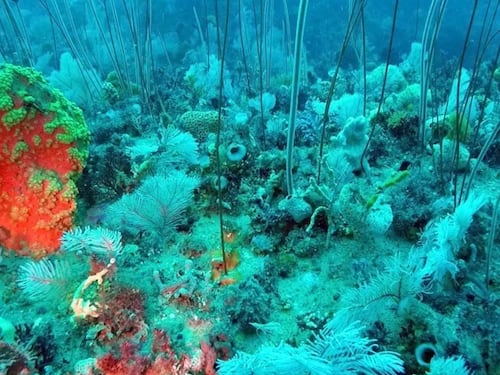 Il progetto che ascolta la voce del mare per salvare i suoi coralli