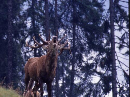 Escursioni per ascoltare il bramito dei cervi nei parchi del Trentino