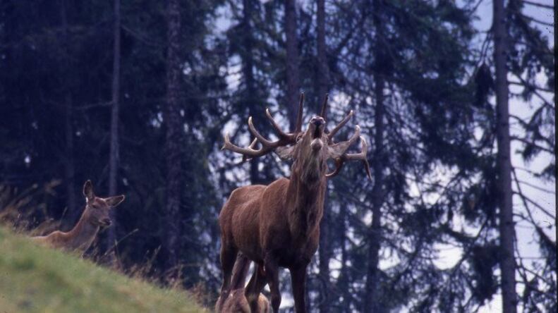 Escursioni per ascoltare il bramito dei cervi nei parchi del Trentino