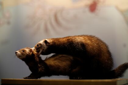 Come fanno sesso gli esseri in natura? Mostra scandalo a Monaco 2