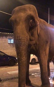Elefante a spasso per il centro di San Giorgio a Cremano 3