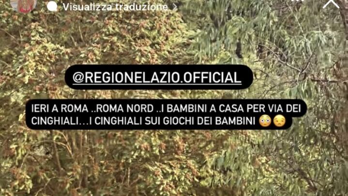 "I cinghiali sui giochi dei bambini". Anche i vip contro il degrado nella Capitale
