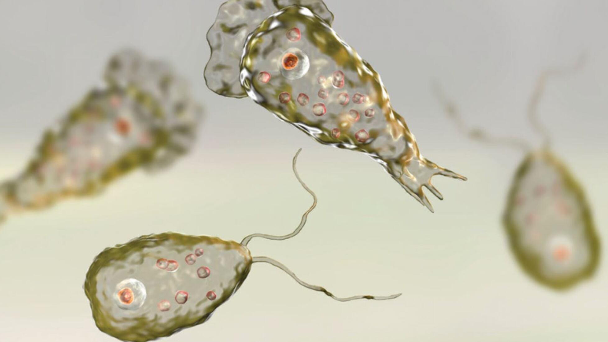 Ameba mangia cervello: di cosa si tratta e i sintomi