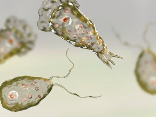 Ameba mangia cervello: di cosa si tratta e i sintomi