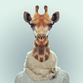 Avete mai visto animali vestiti da esseri umani? 17