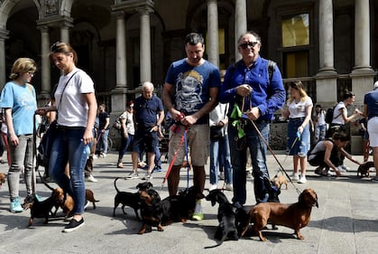 La "Sausage Walk" a Milano: sfilano i bassotti 16