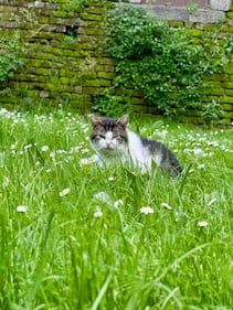 La colonia felina nel palazzo sforzesco di Milano 14