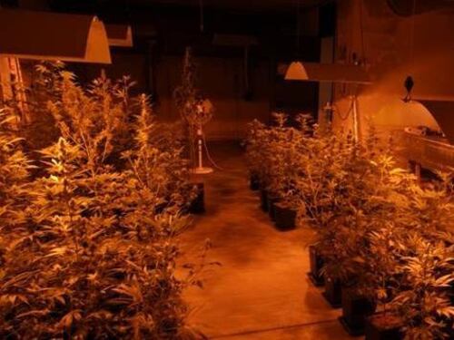 Marijuana a ciclo continuo: ecco la fabbrica della droga
