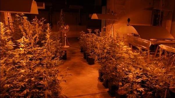 Marijuana a ciclo continuo: ecco la fabbrica della droga