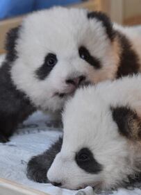 Lo zoo di Berlino presenta due cuccioli di panda giganti "Meng Yuan" e "Meng Xiang" 6