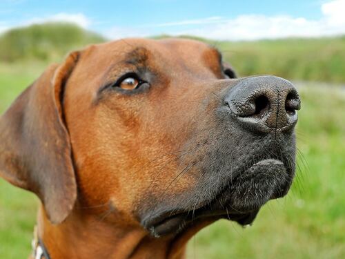 Il super naso dei cani riesce a riconoscere i tumori nel sangue