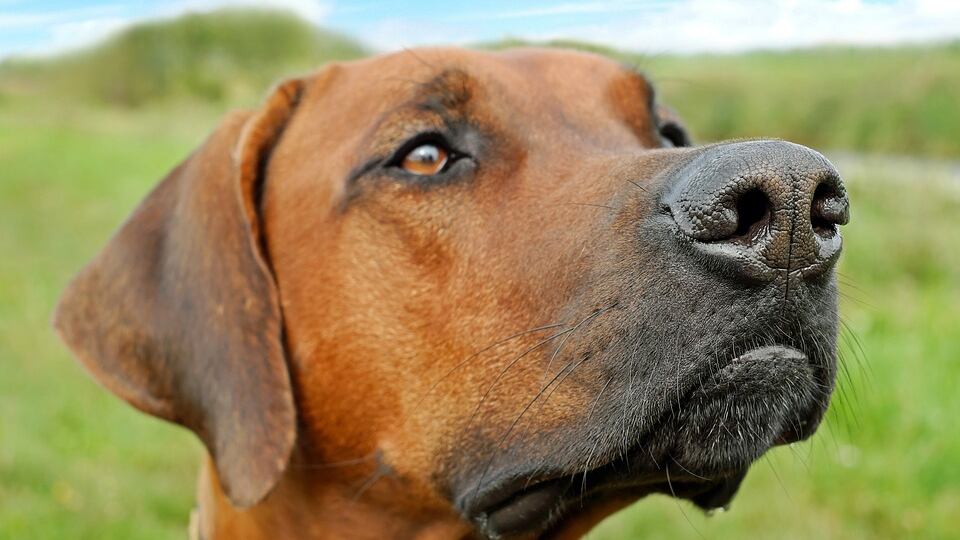 Il super naso dei cani riesce a riconoscere i tumori nel sangue