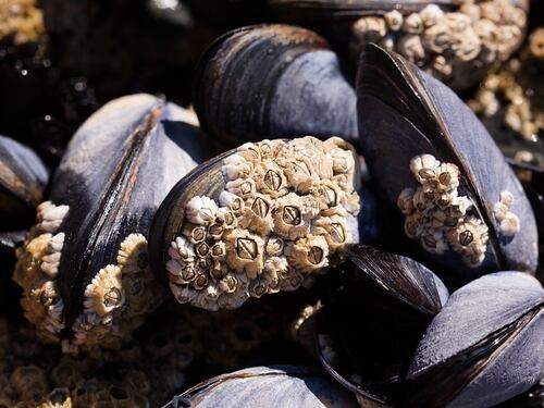 Blitz dei Nas in pescheria: sequestrati 25 chili di cozze pericolose