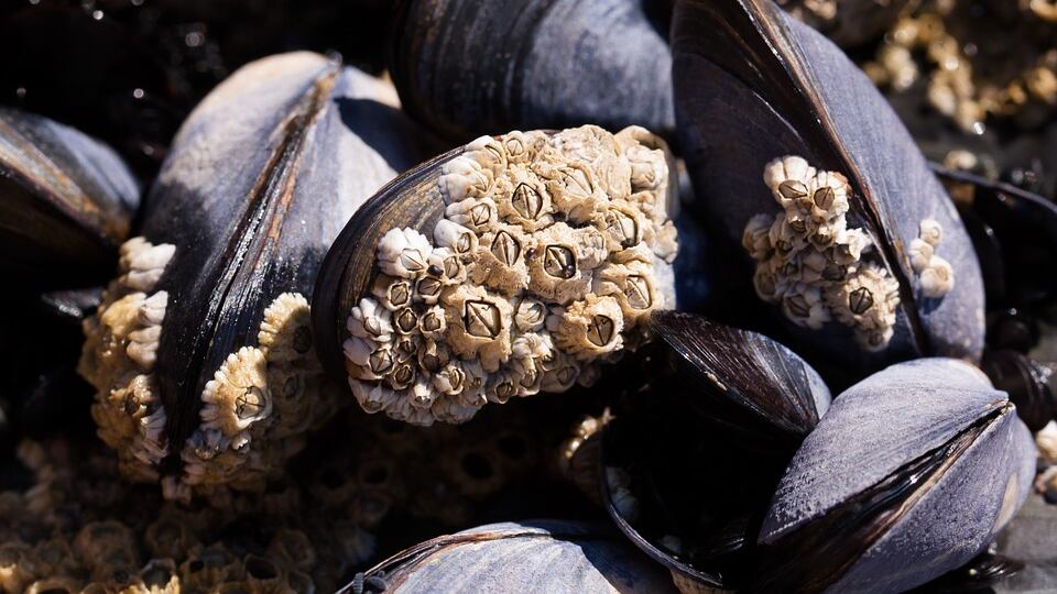 Blitz dei Nas in pescheria: sequestrati 25 chili di cozze pericolose