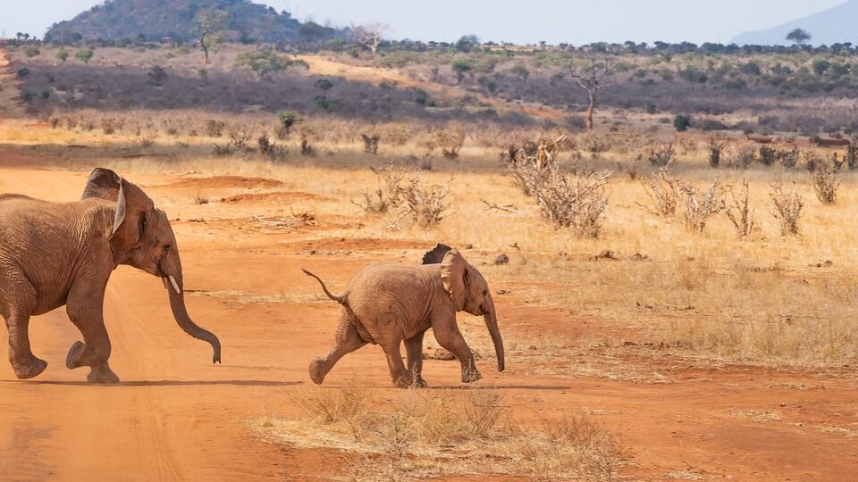 Il "male africano" e l'avventura come cura in un emozionante diario di viaggio