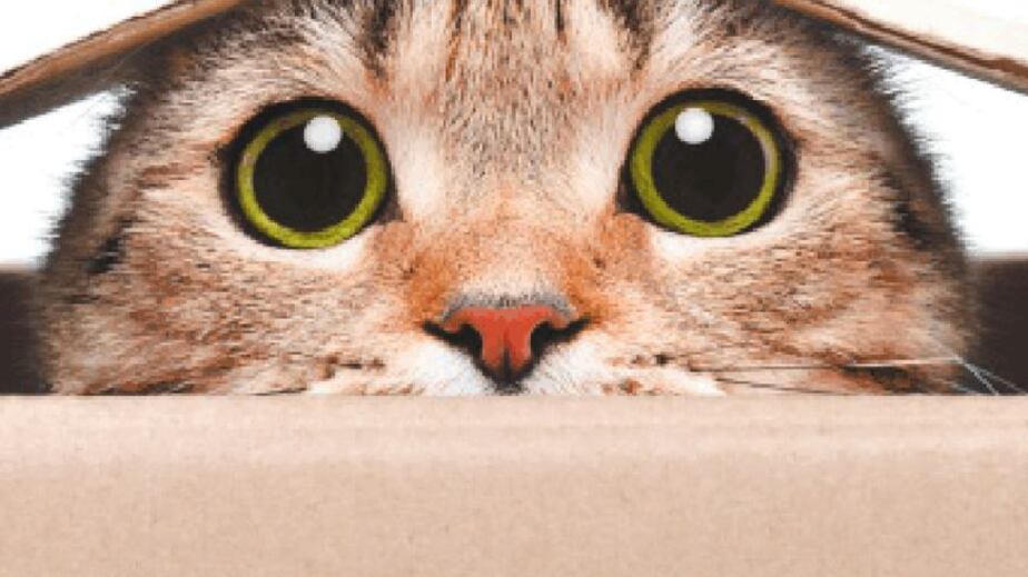 "Il bello degli animali? È il mistero che attende la biologia del futuro"