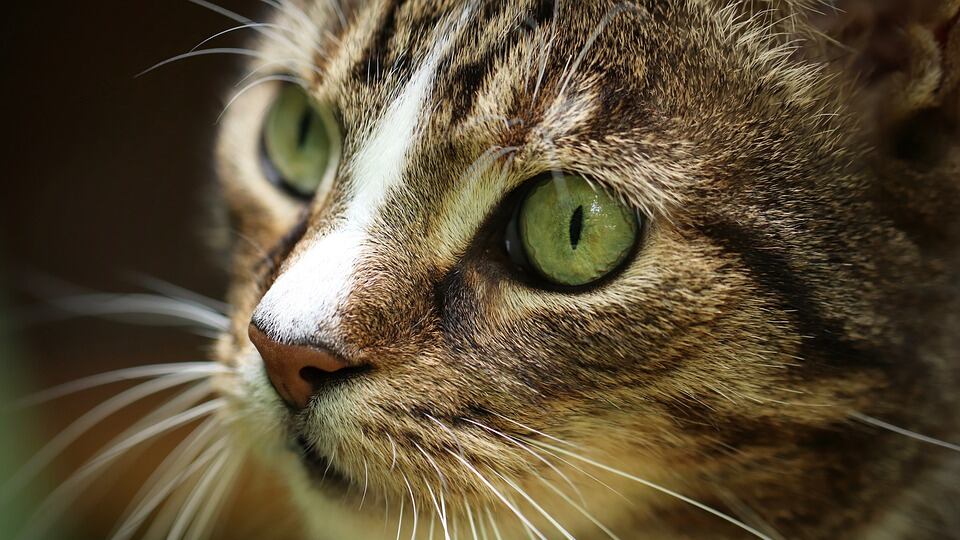 I gatti più belli del mondo sfilano a Bari