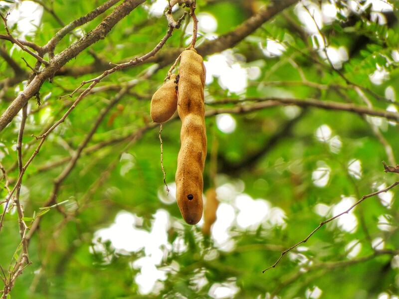 Albero di Tamarindo