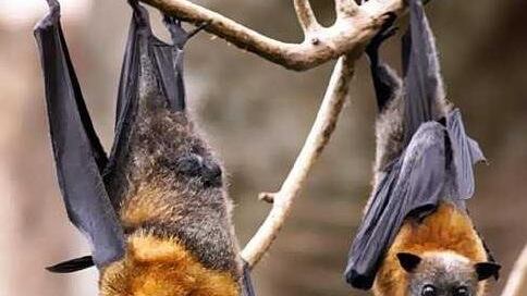 Un registratore capterà i suoni della natura