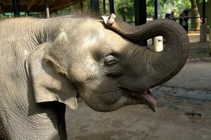 Elefante si fa un selfie 12