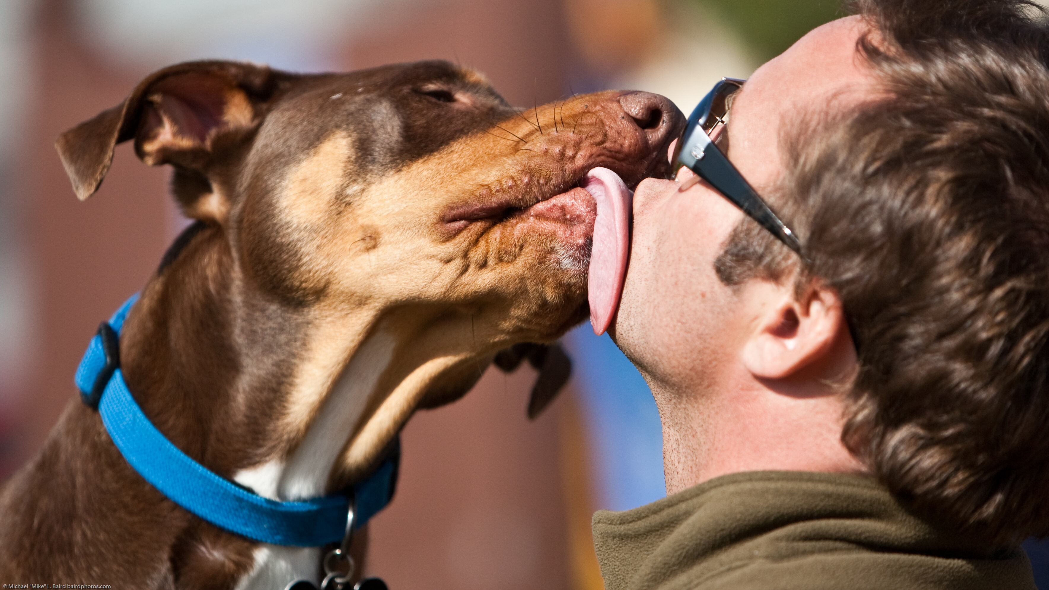 Se l'amore per un cane fa la fortuna