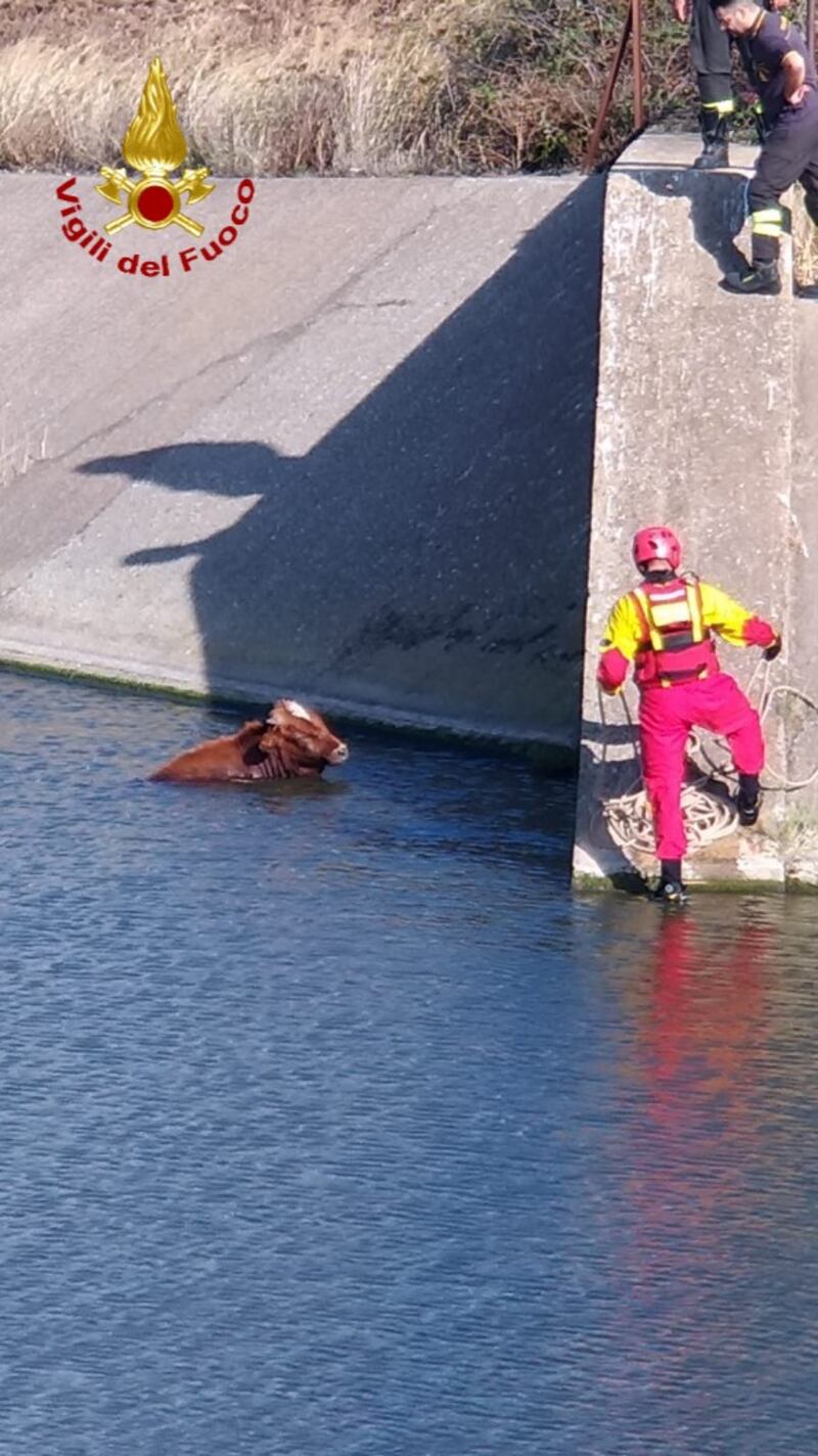 Carbonia, mucca finisce in un invaso, salvata dai vigili del fuoco 4