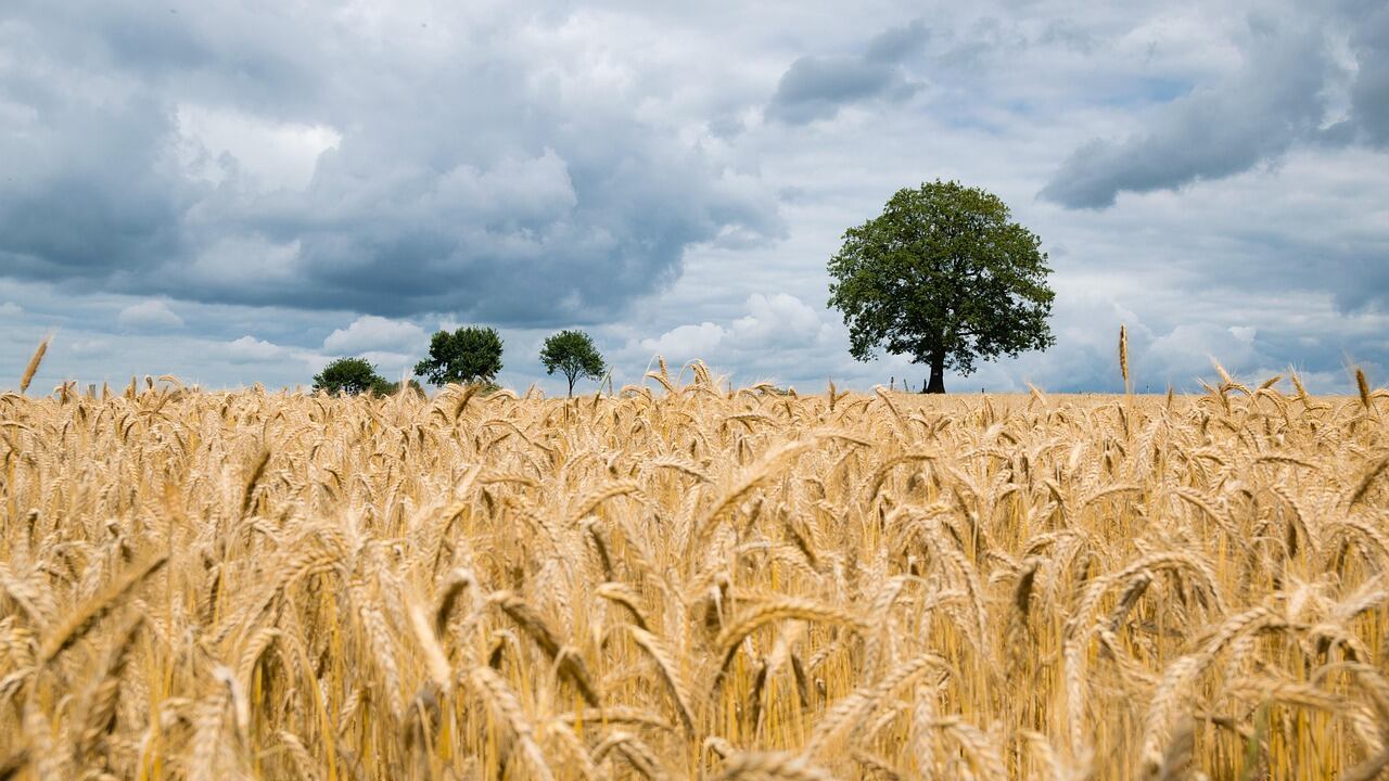 La studiosa: "Azoto, fosforo e potassio sono il sale essenziale della Terra"